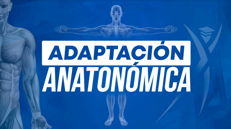 Adaptación Anatómica