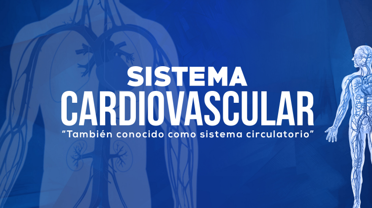 Sistema Cardiovascular